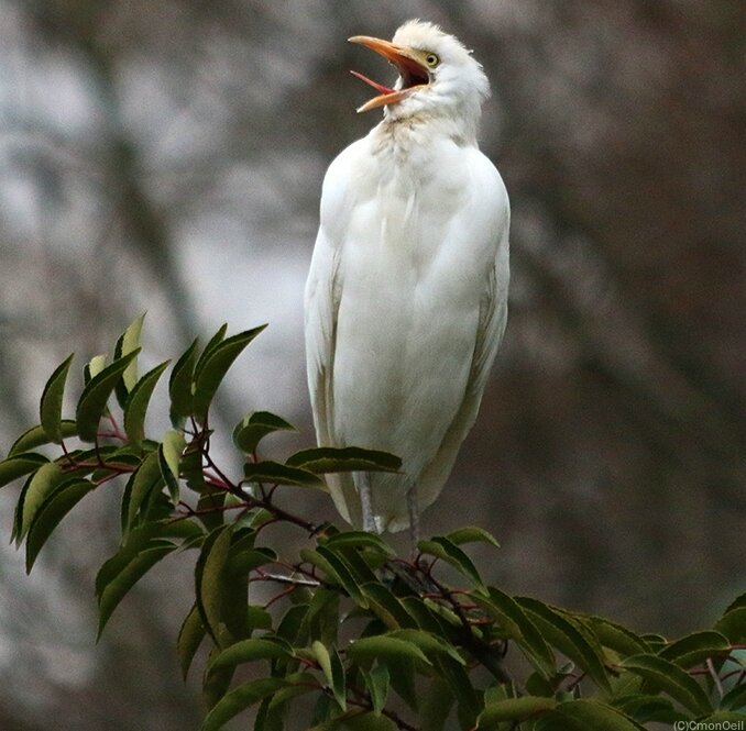 heron9