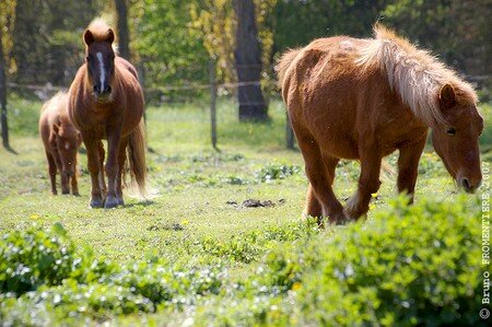 Chevaux
