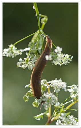 ville limace goutte contrejour 060512