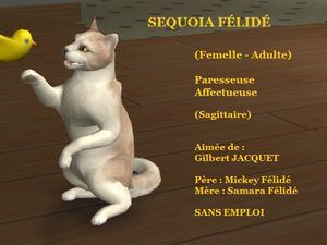SEQUOIA FELIDE