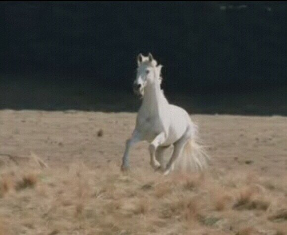 Gris Poil Photo De Creatures Animaux Et Autres Bestioles Le Seigneur Des Anneaux Cheyenne S Page