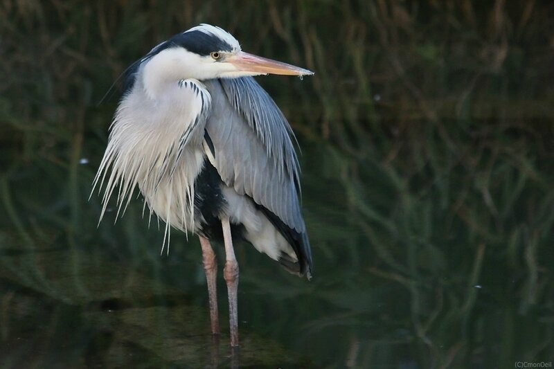 heron03