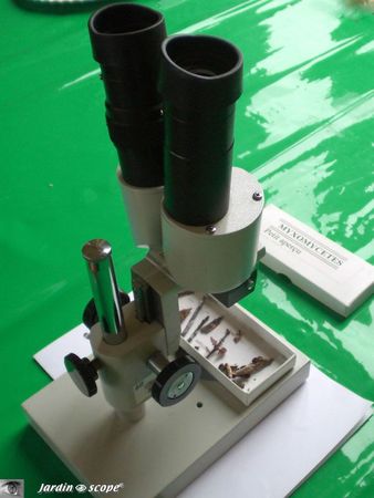 Myxomycetes-au-microscope