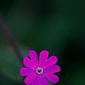 IMGP9598b