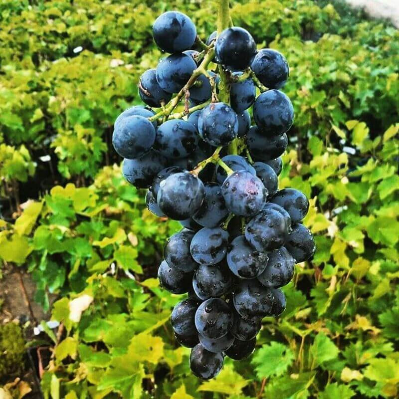 muscat-bleu-garnier