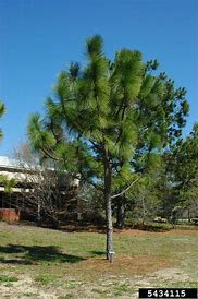 Pinus palustris1