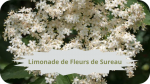 18 SUREAU NOIRLimonade de fleurs de Sureau-modified