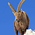 Bouquetin, Capra ibex