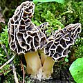 Bouquet de morilles communes