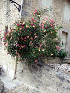 IMG_1328