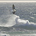 Windsurf report corse ! ...