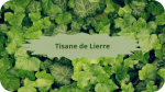 13 LIERRE(3)Tisane de Lierre-modified