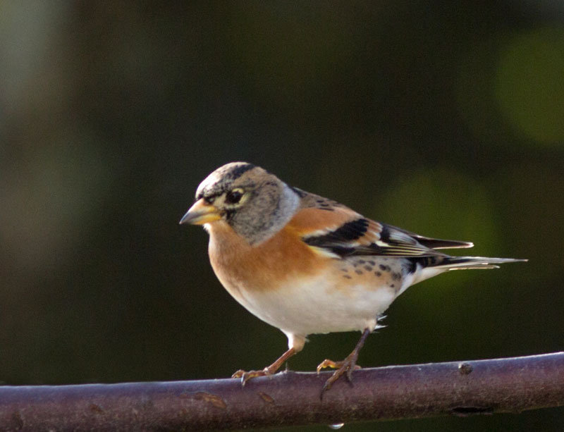 oiseau219
