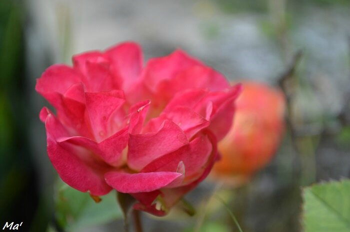 [dans le jardin] roses.... - Du côté de chez Ma'