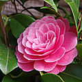 41-rose