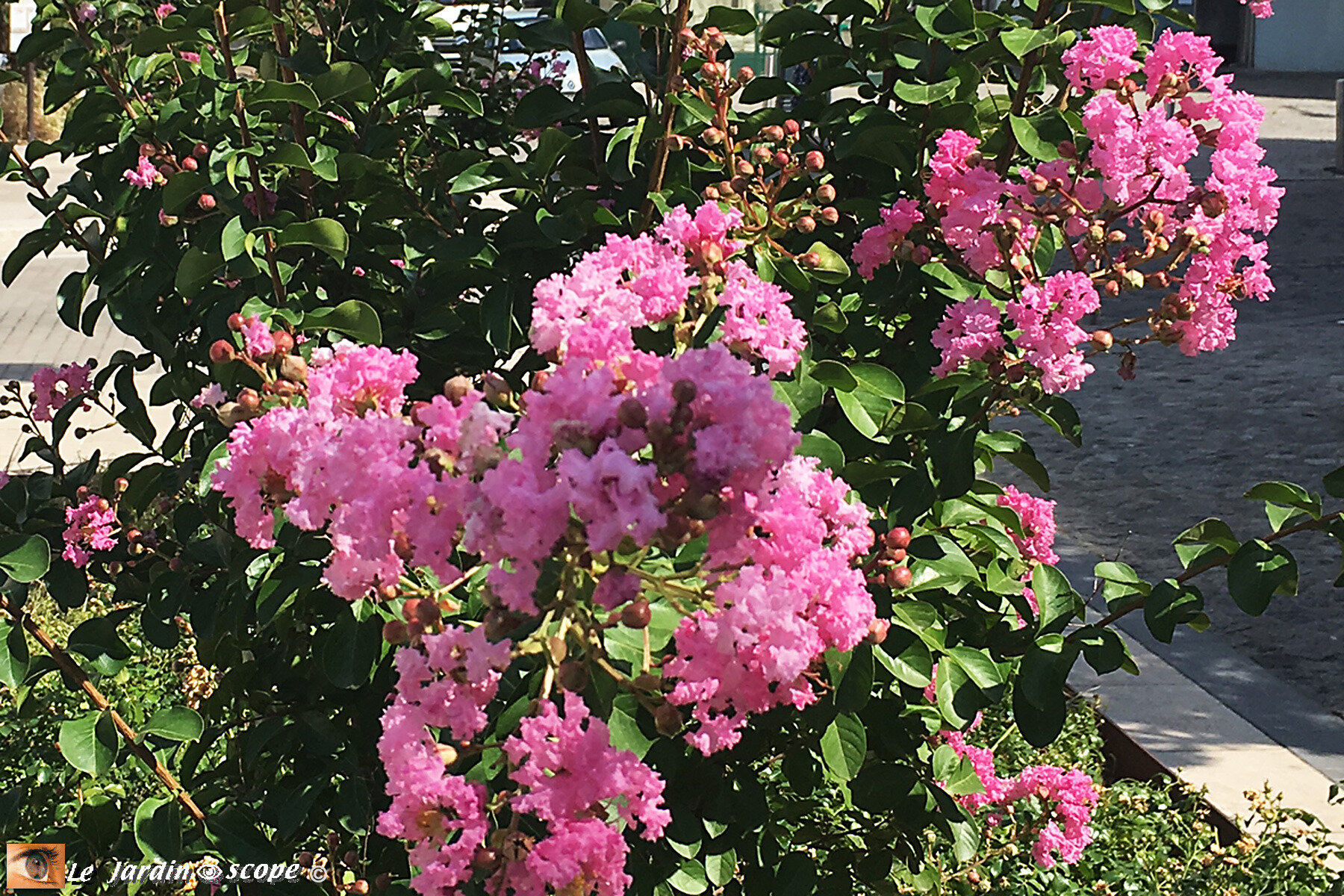 Les Lilas des Indes à la floraison estivale spectaculaire et rafinée - Le  JardinOscope, toute la flore et la faune de nos parcs et jardins