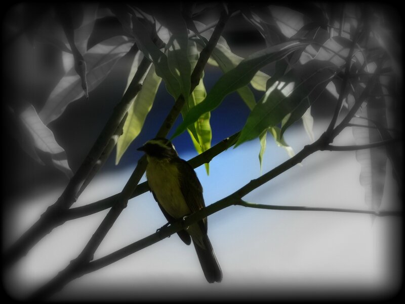 oiseau manguier