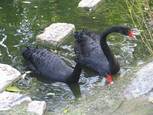 Cygnes_noirs