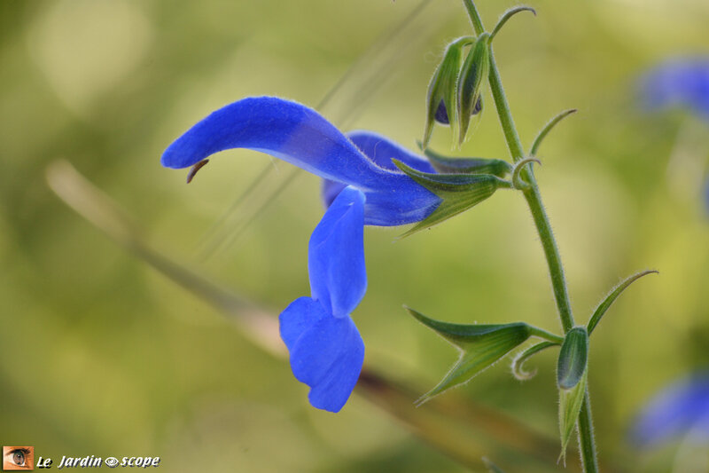 Sauge-bleue