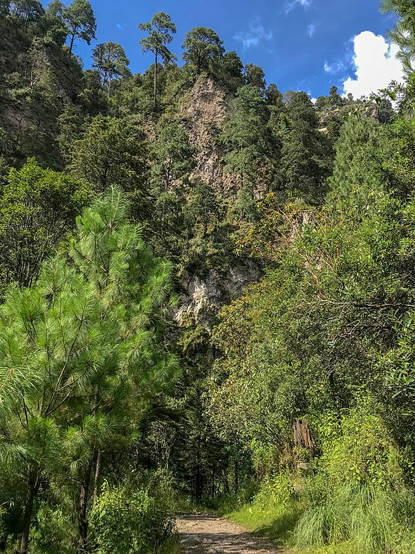 640px-Pinus_montezumae_forest,_Camino_de_la_Montaña,_Tlalmanalco,_Mexico_1