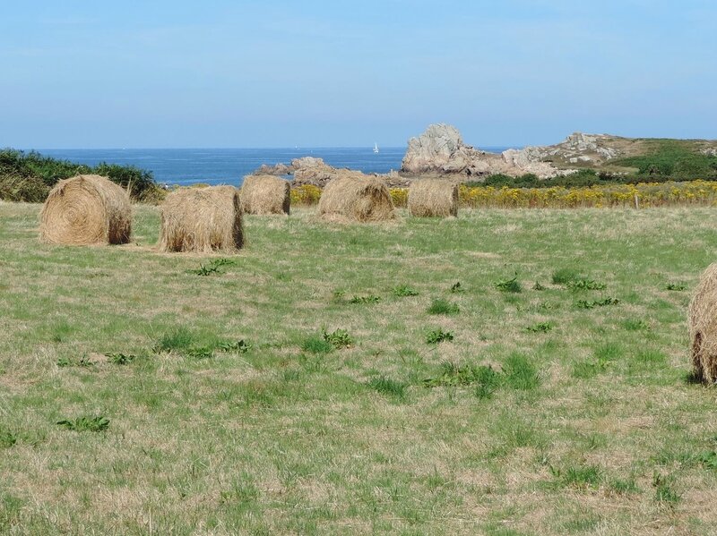 _copie-0_DSCN9137