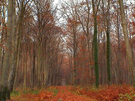 Sous_bois