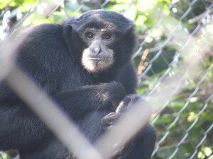 Siamang