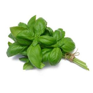 basilic-semences-graines-semence-graine