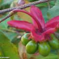 Fruit d' Ochna serrulata • Famille des Ochnaceae