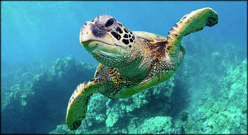 sea_turtle_hawaii_1_crop
