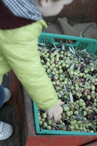 cueillette olives 055f
