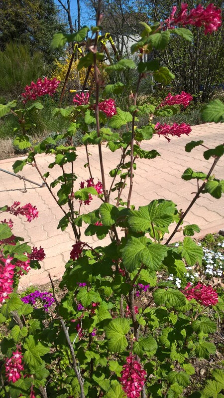 20190331 groseillier à fleurs