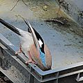 IMG_0031 - Copie