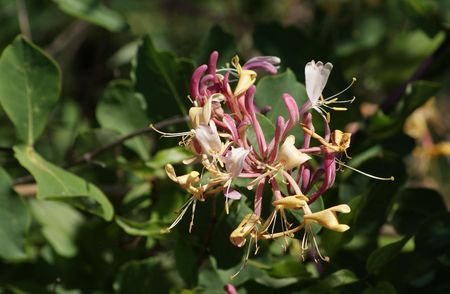 Clématite vigne blanche