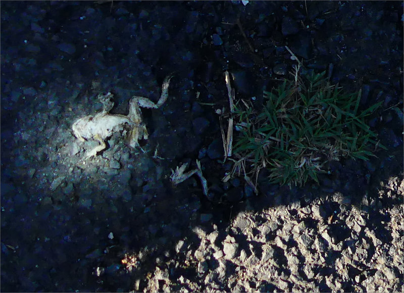 Crapaud écrasé éclairage 3 120922