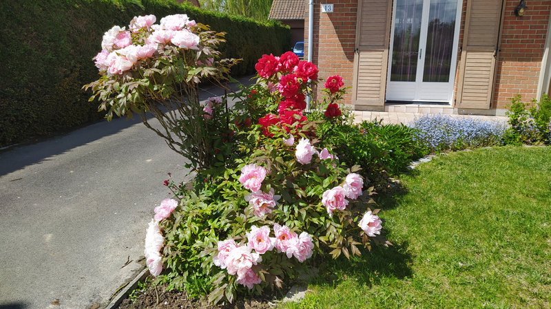 pivoines