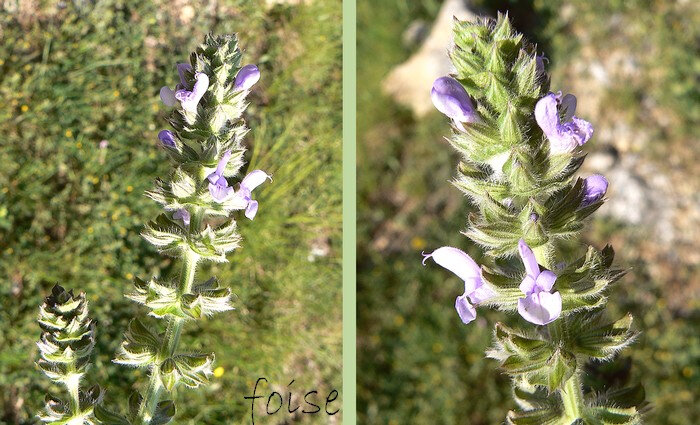 Sauge fausse-verveine  Le guide des plantations