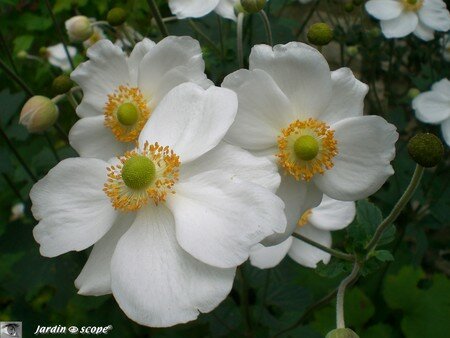 7275_Anemone_du_Japon
