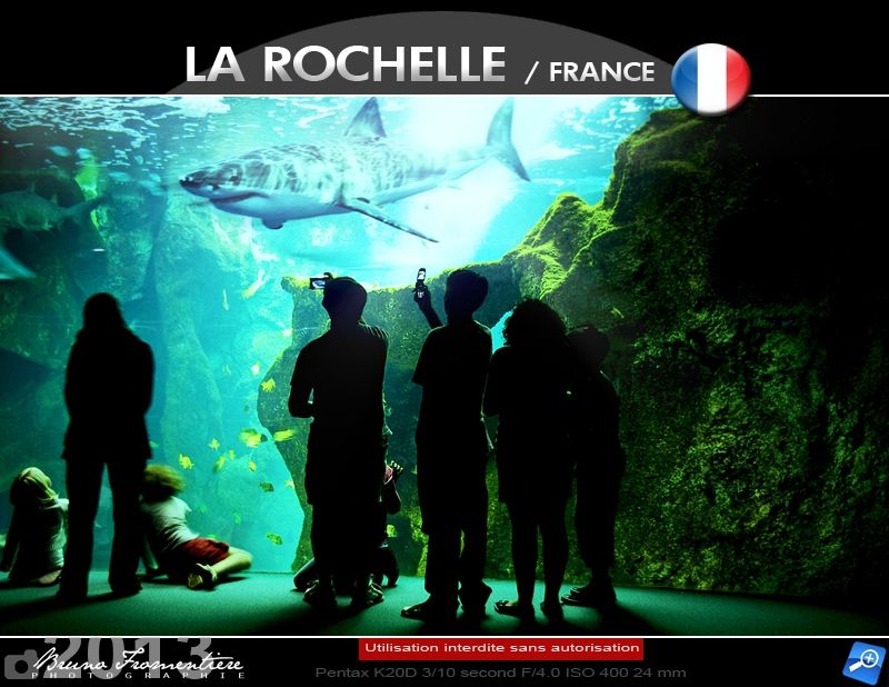 Dents de la mer copie 1000