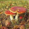 Amanita Muscaria