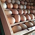 Casier pour les œufs de nos poules