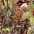 Mésange huppée, Lophophanes cristatus