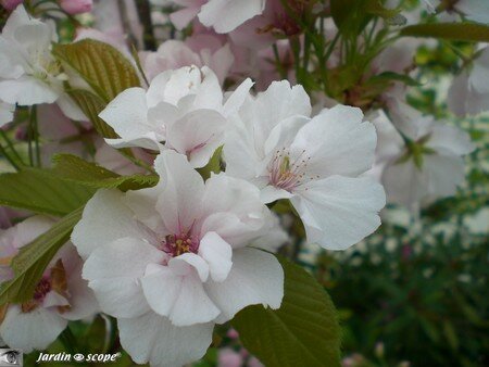 Cerisier en fleurs