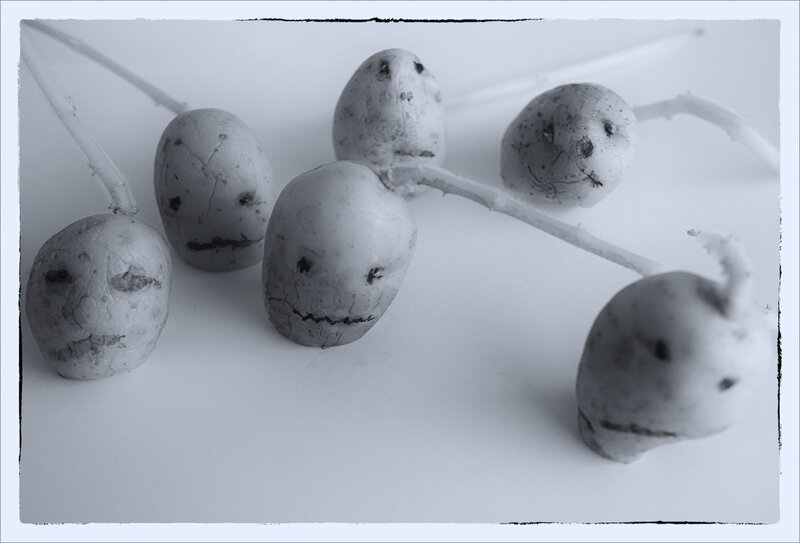 Patates groupe 2 060221