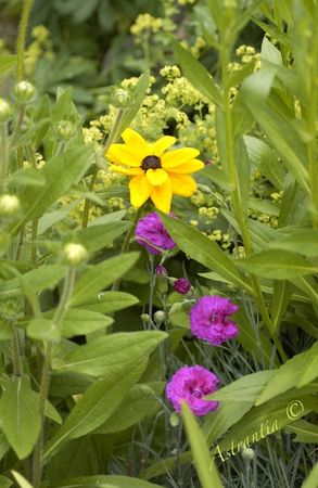 rudbeckia_oeillets