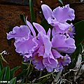 PAT_6567