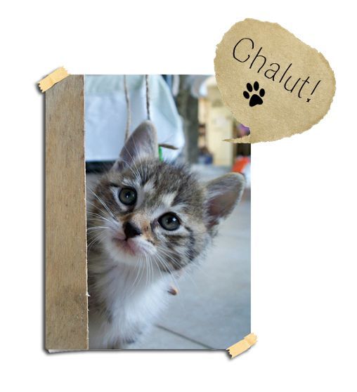 Topic des chats - Page 23 74336715