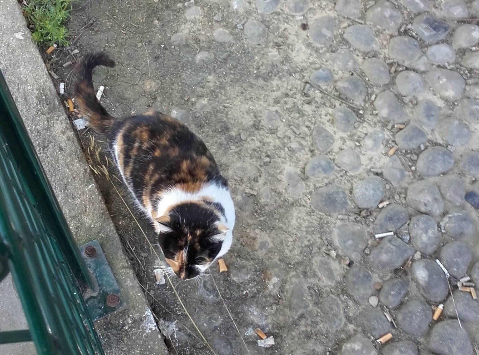 Calendrier De Chats Médiévaux Bizarres, Calendrier De Chat