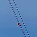 P1080388 - Copie