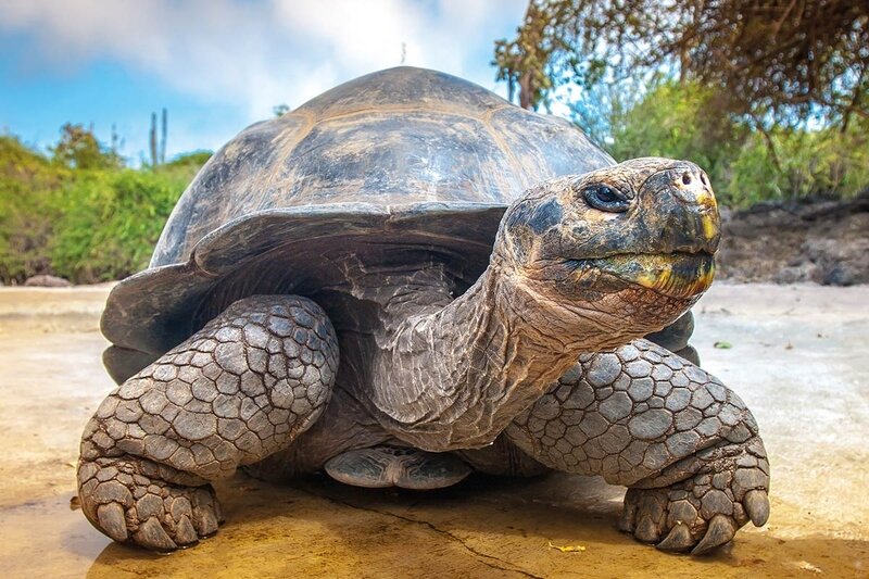 galapagos2